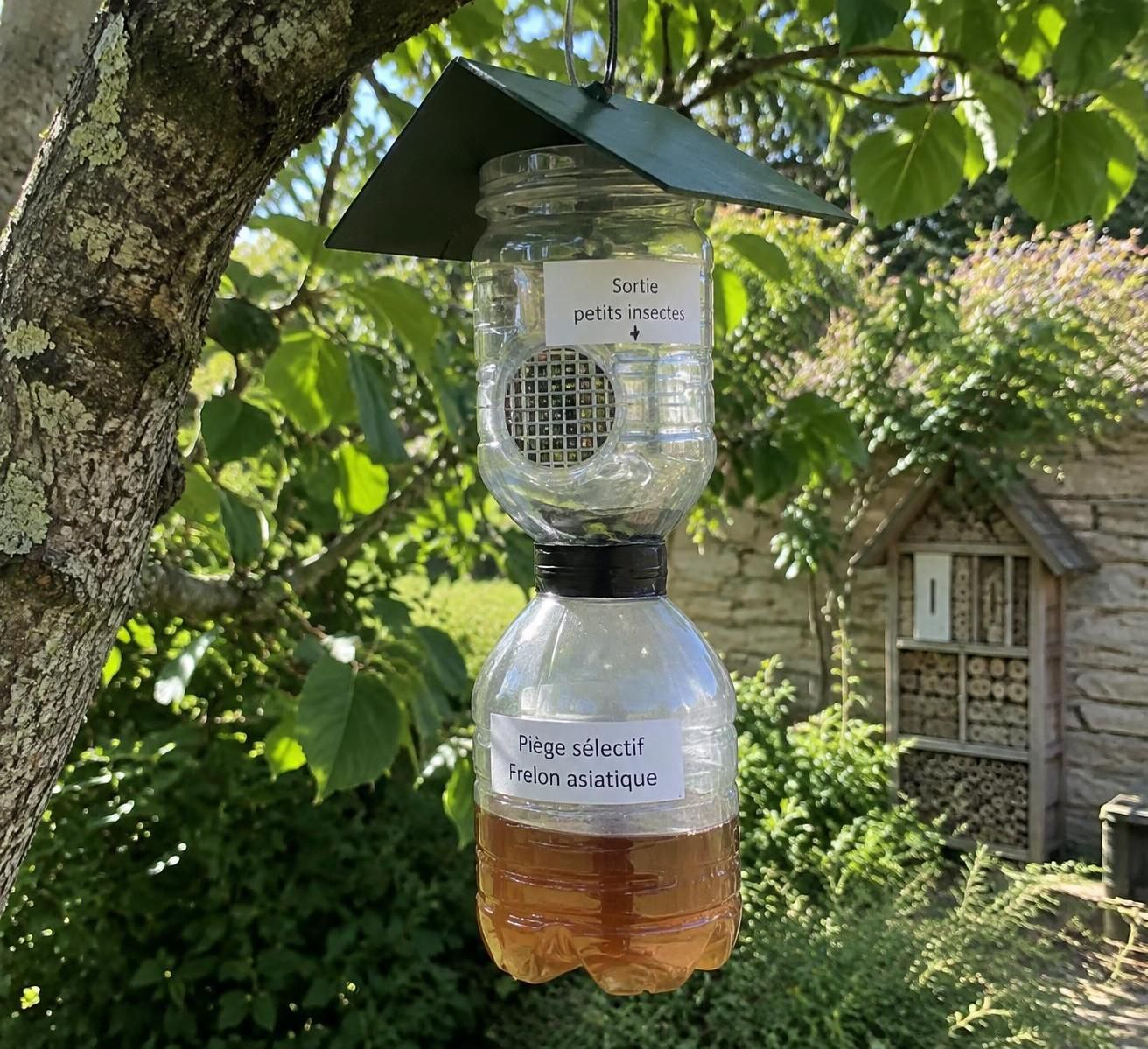 découvrez comment fabriquer un piège à frelons asiatiques sélectif et efficace, tout en limitant les risques pour les autres insectes.